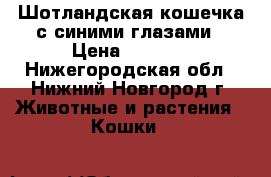 Шотландская кошечка с синими глазами › Цена ­ 3 000 - Нижегородская обл., Нижний Новгород г. Животные и растения » Кошки   